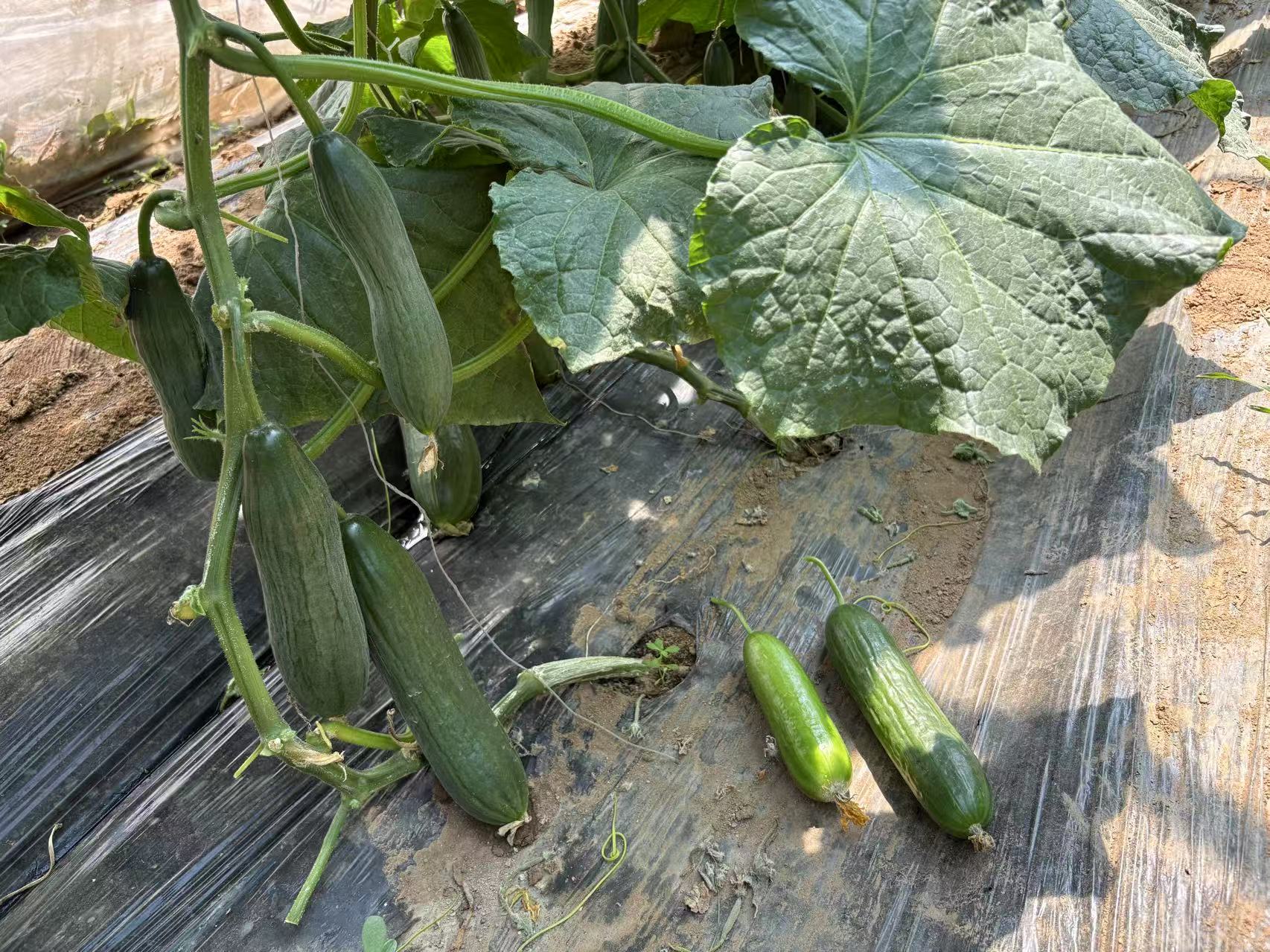 Cucumber seed production