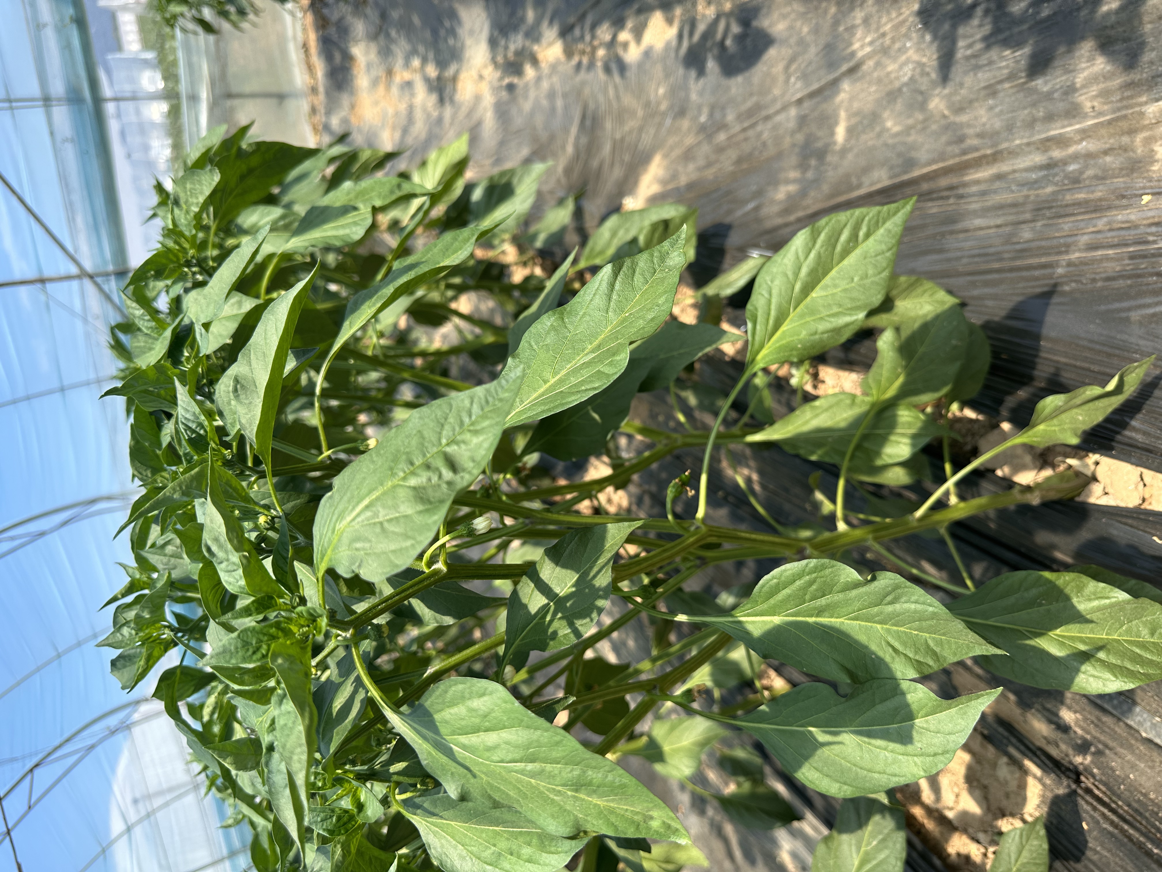 Hot pepper seed production