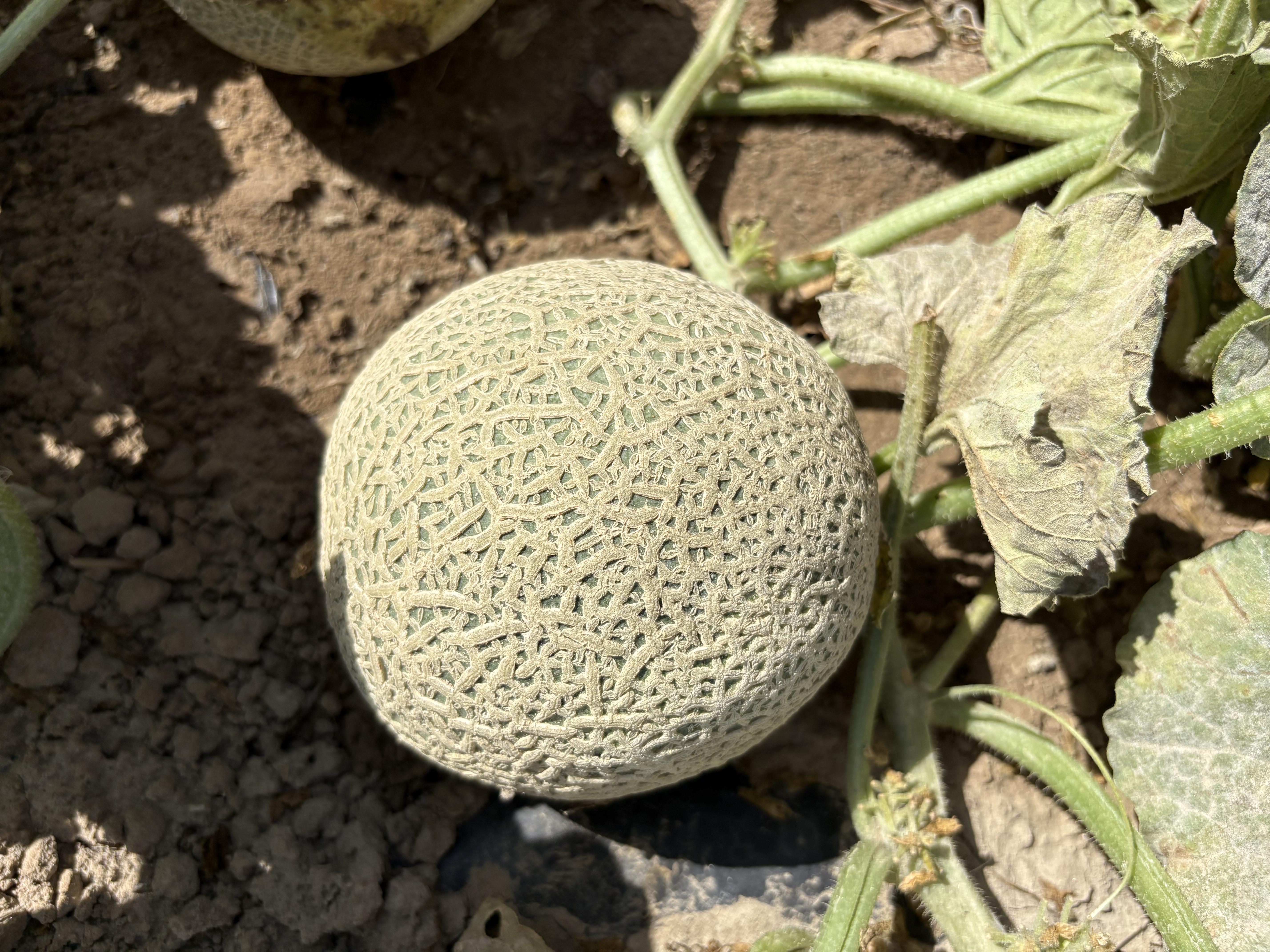 Melon seed production