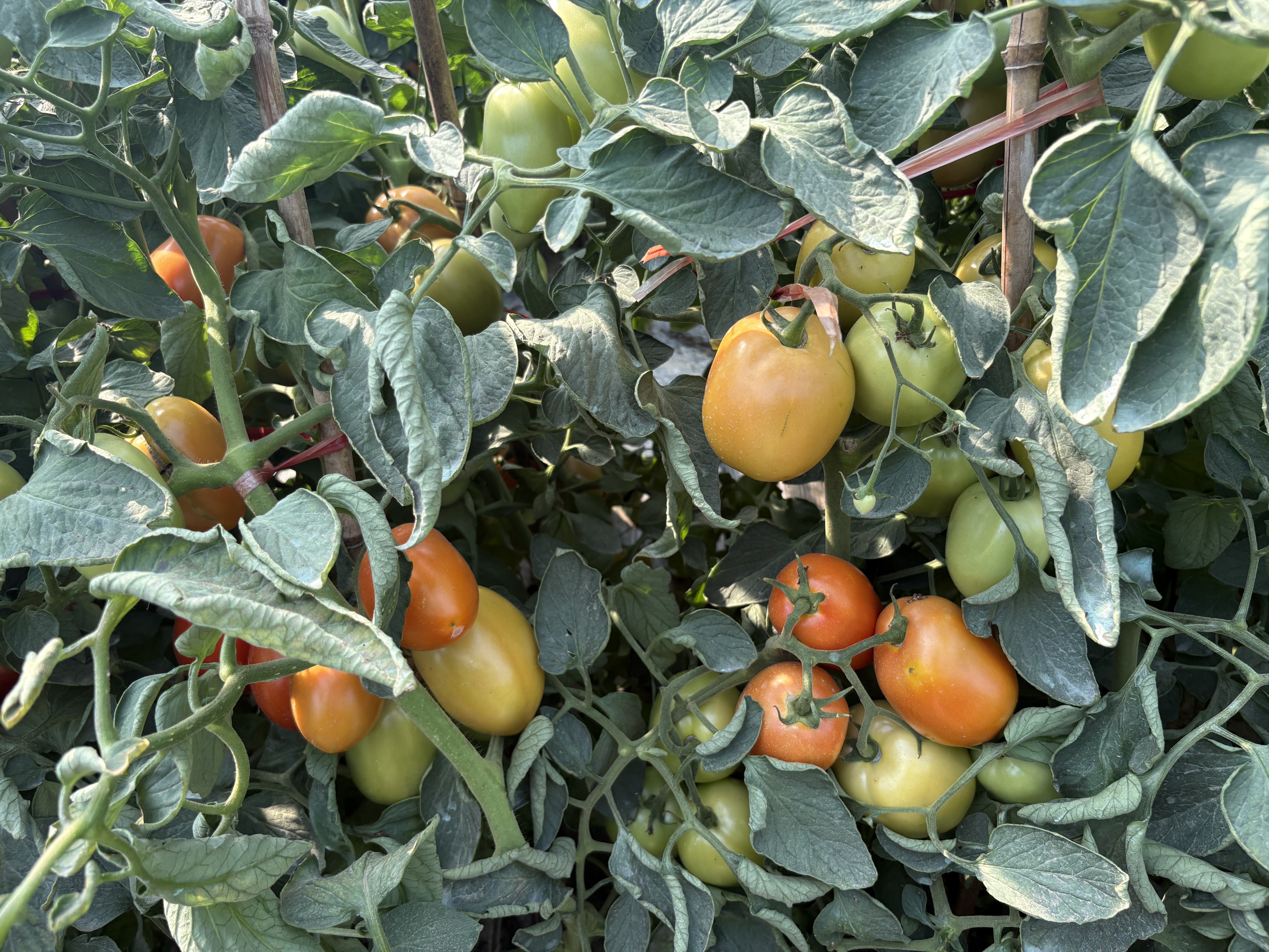 Tomato seed production