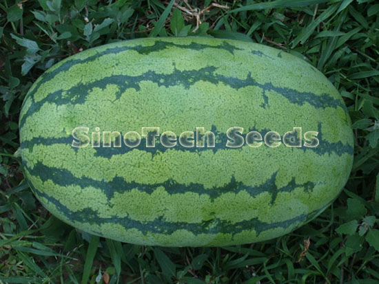 Watermelon seed production