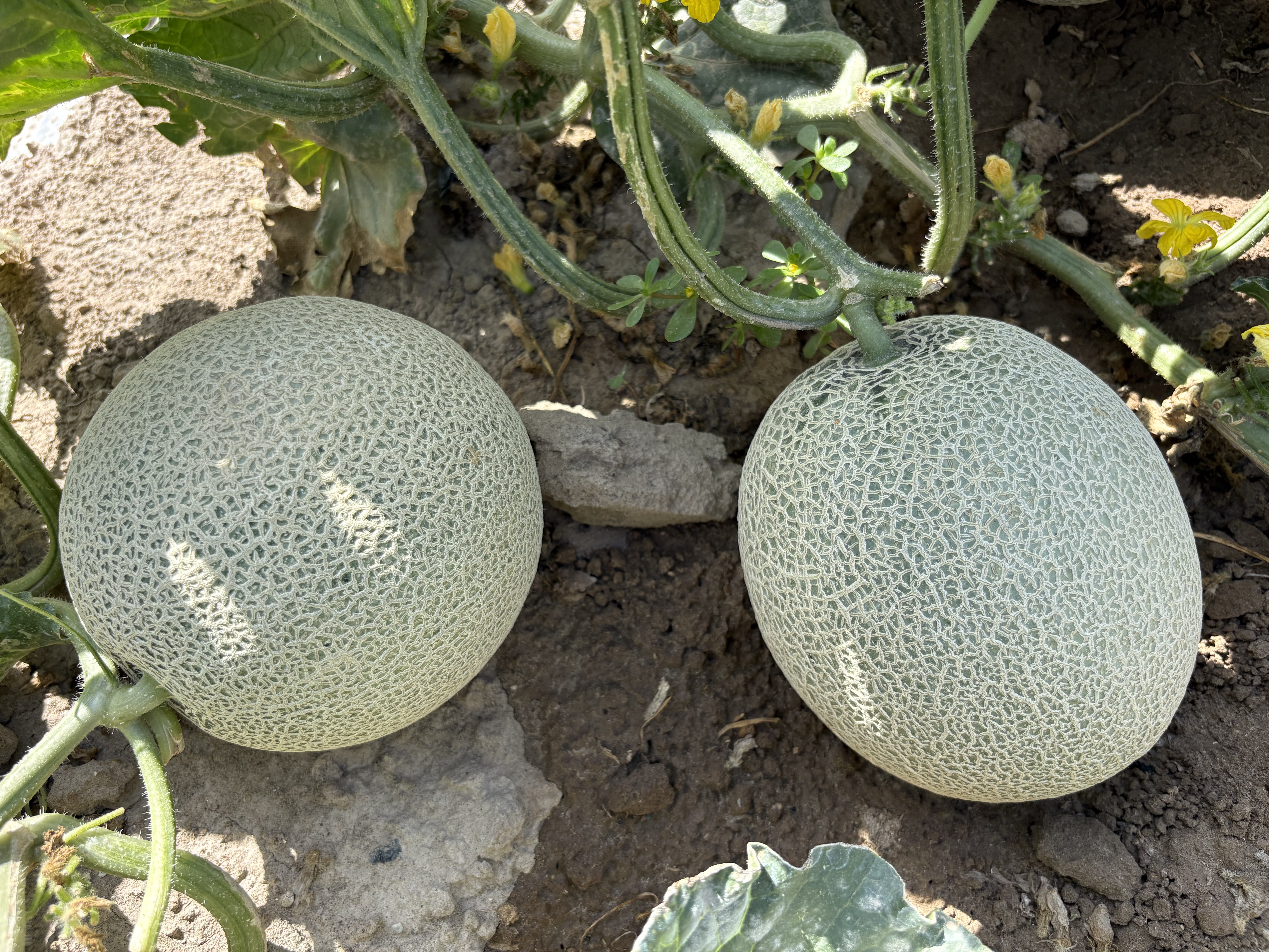 DF2023 variety