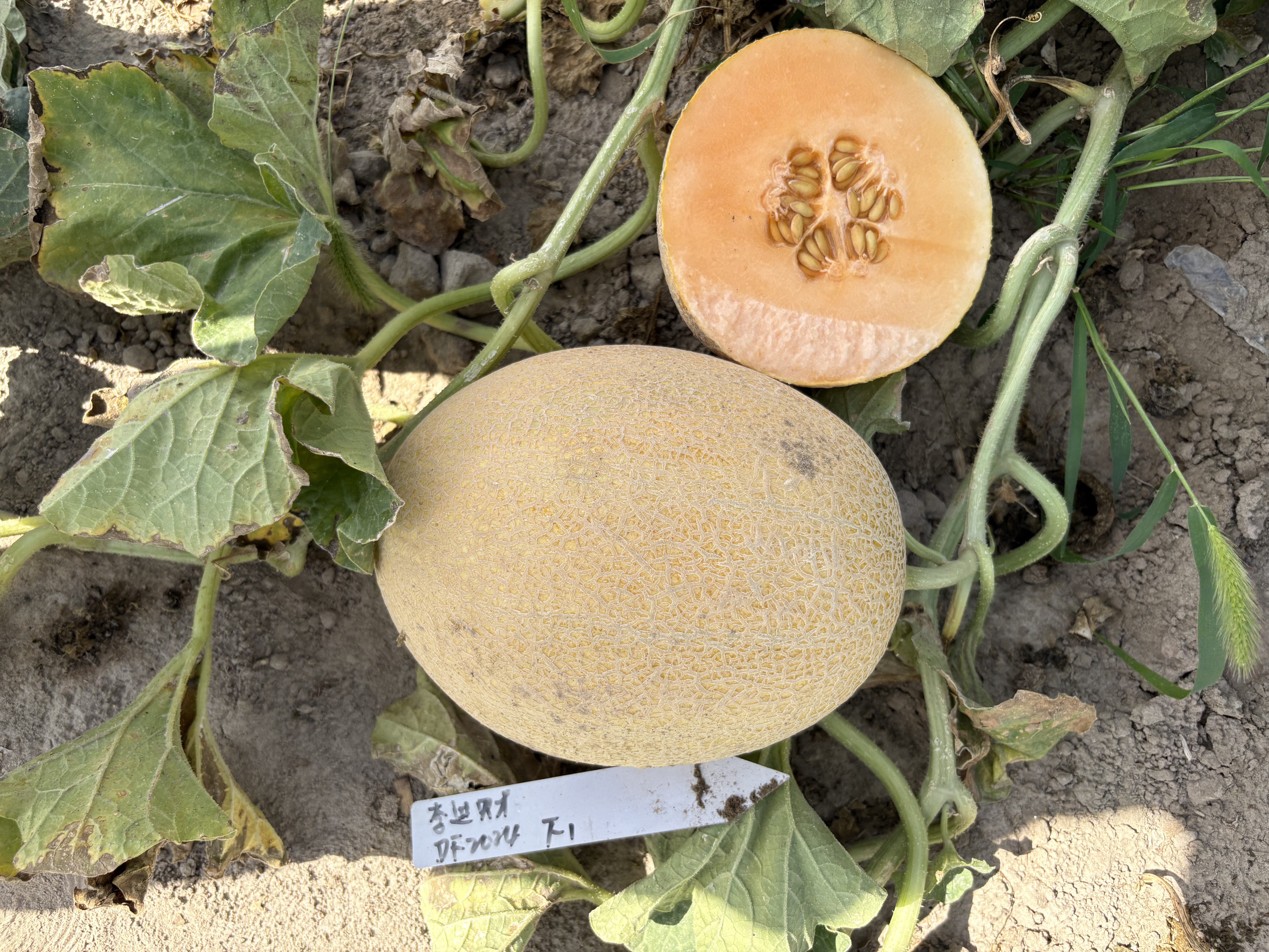 DF2024 variety