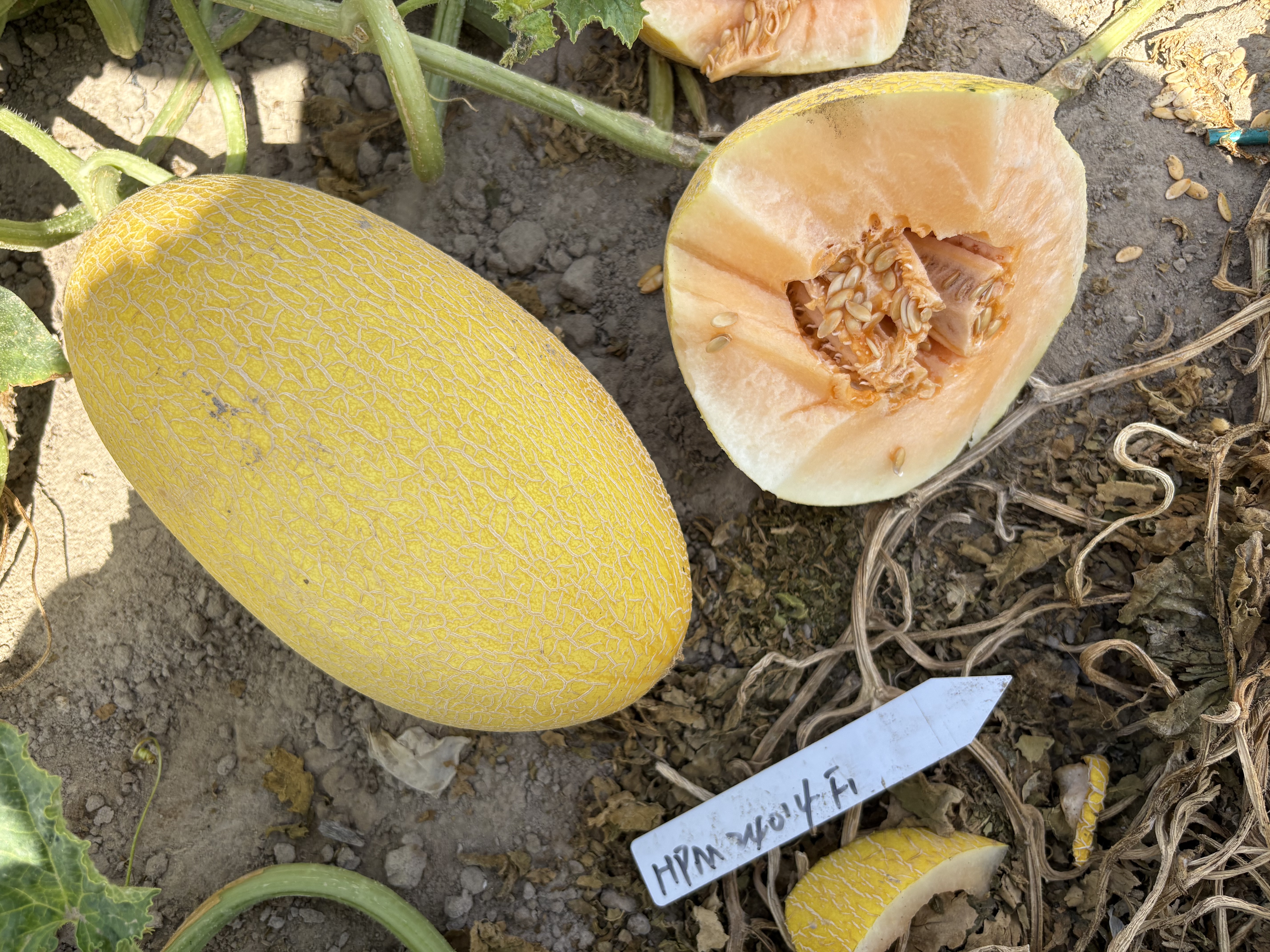 HM 24014 variety