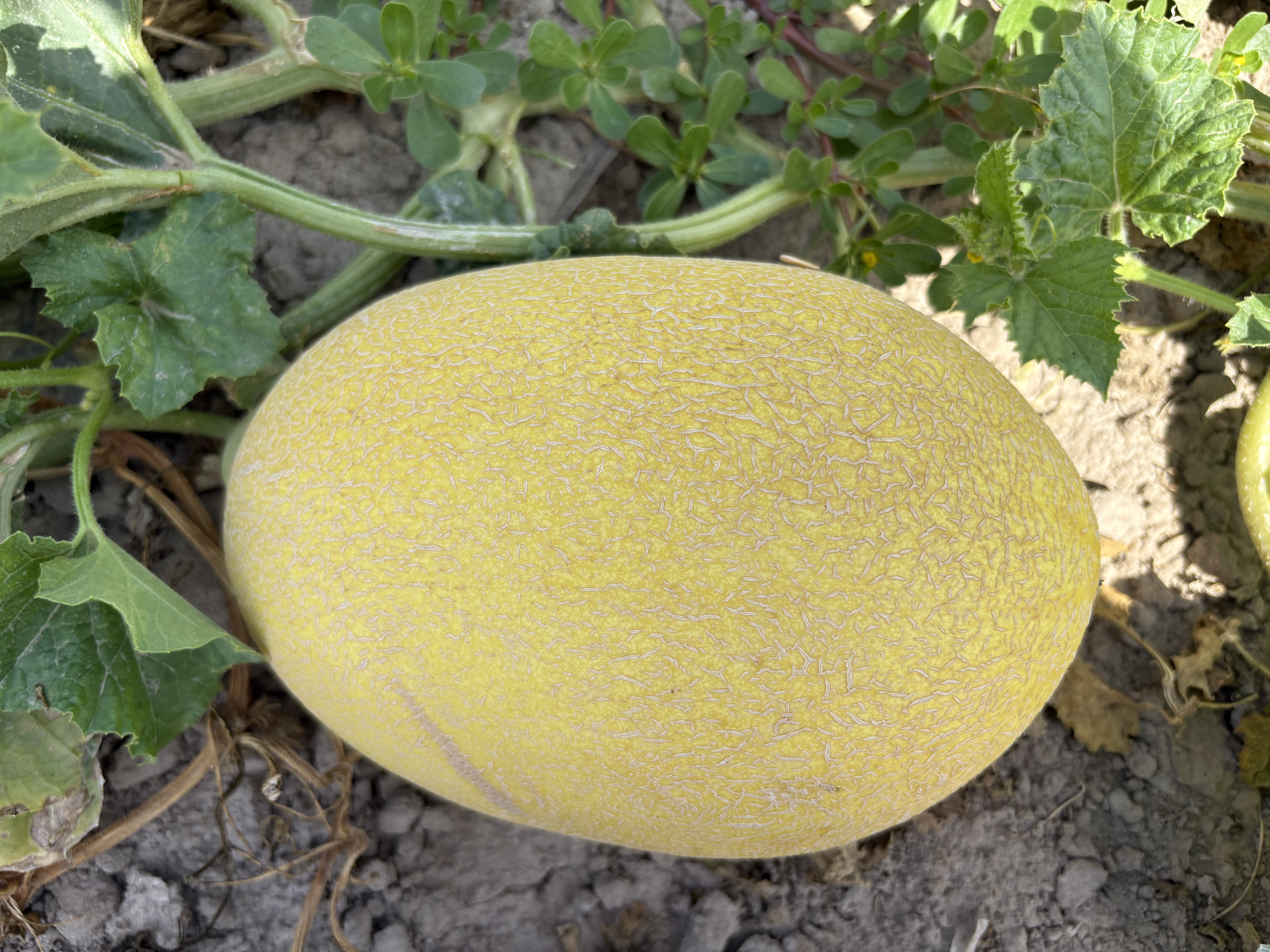 HM 24017 variety