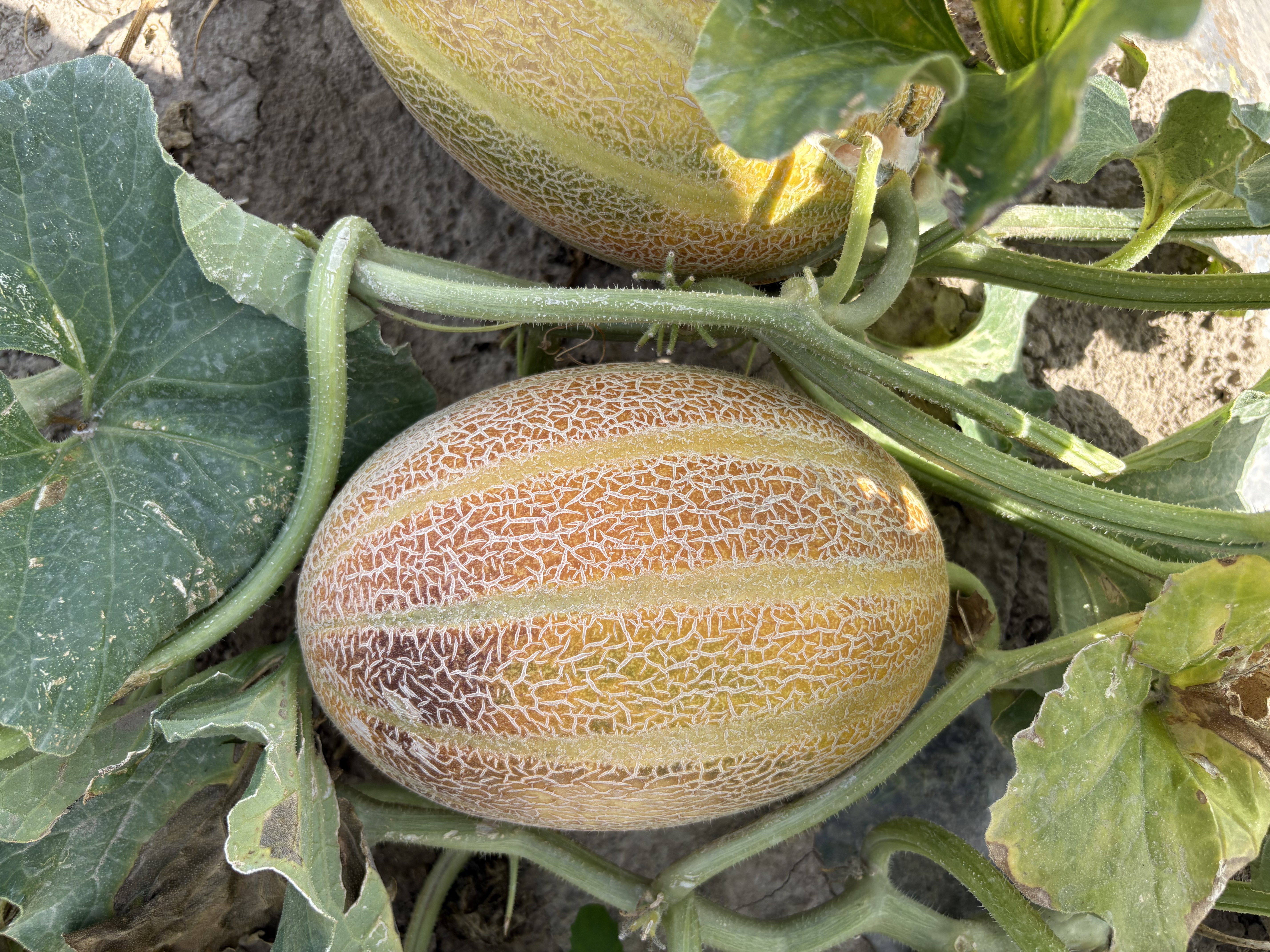 ME22501 variety